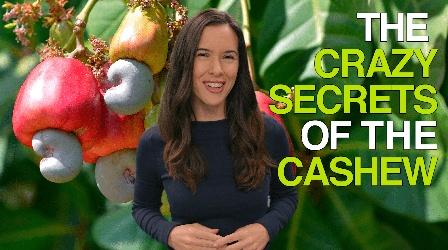 Video thumbnail: How Does It Grow The Crazy Secrets of the Cashew