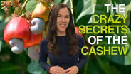 The Crazy Secrets of the Cashew