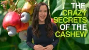 The Crazy Secrets of the Cashew