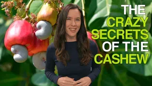 The Crazy Secrets of the Cashew