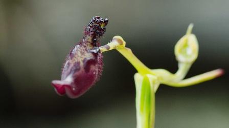 Video thumbnail: The Green Planet The Orchid that Pretends It's A Wasp