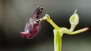 The Orchid that Pretends It's A Wasp