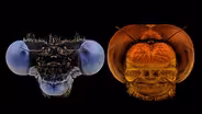 Pick Your Player: Dragonfly vs Damselfly