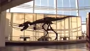 D4K: Building Sue, The T-Rex