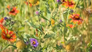 Volunteer Gardener 3313
