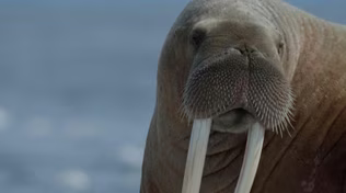 Nature: Walrus: Life on Thin Ice | Preview