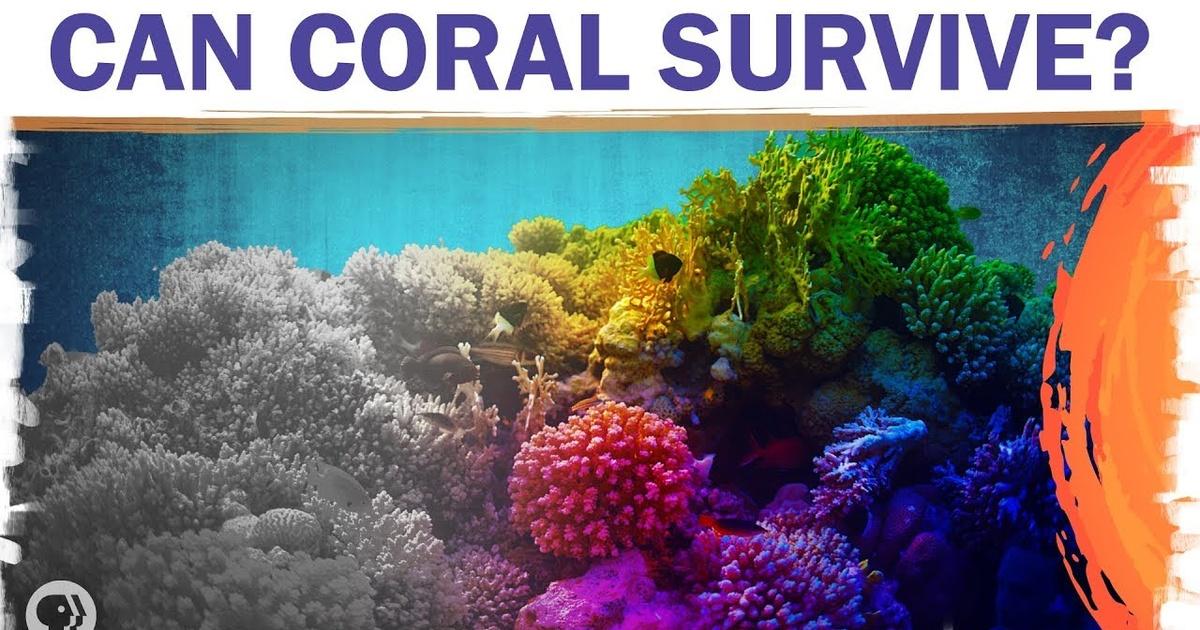 Coral Reefs Are Dying. But They Don’t Have To. | Hot Mess | PBS
