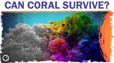 Video thumbnail: Hot Mess Coral Reefs Are Dying. But They Don’t Have To.