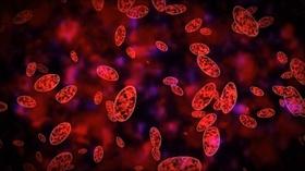 Video thumbnail: Call The Doctor Lymphomas: Cancer in the Blood - Preview