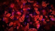 Lymphomas: Cancer in the Blood - Preview