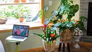 Plants and Flowers for a Healthy Home