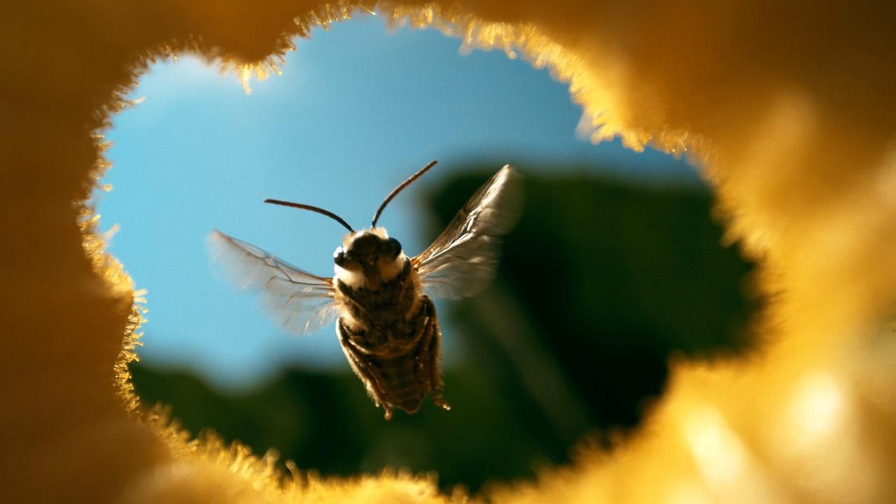 Human Footprint The Honey Trap airing Thu, Oct 29 3:00 pm