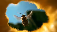 The Honey Trap