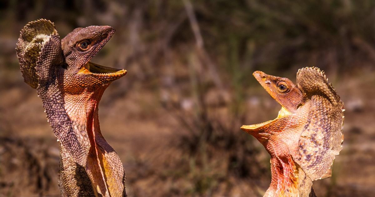 A Year in the Kimberley: One of Earth’s Last Great Tropical Wildlands