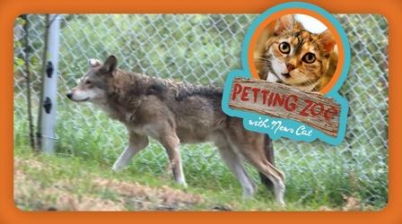 Video thumbnail: NewsDepth Petting Zoo: Endangered Wolf Finds a New Home in Colorado