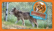 Petting Zoo: Endangered Wolf Finds a New Home in Colorado