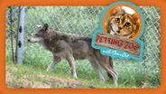 Petting Zoo: Endangered Wolf Finds a New Home in Colorado