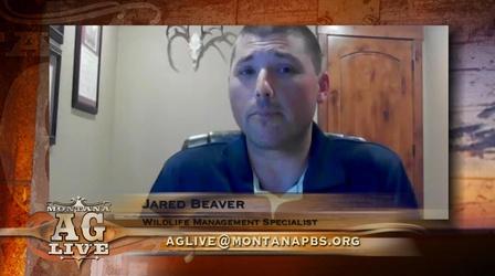 Video thumbnail: Montana Ag Live Wild Pigs In Montana