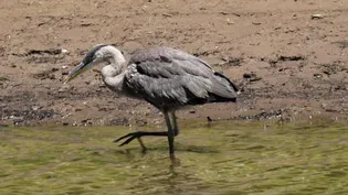 Mike Houck and the great blue heron