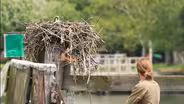 Making of "Season of the Osprey"