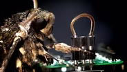 Part drone. Part insect. It’s Smellicopter! | ASNF