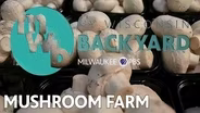 Mushroom Farm