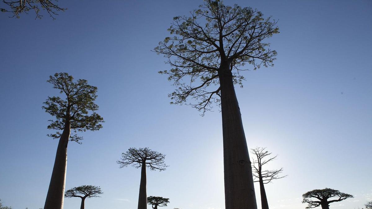 The Baobab Tree | Islands of Wonder | THIRTEEN - New York Public Media