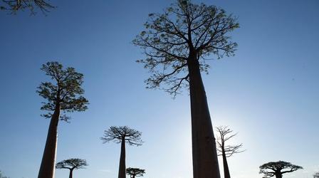 Video thumbnail: Islands of Wonder The Baobab Tree