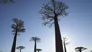 The Baobab Tree