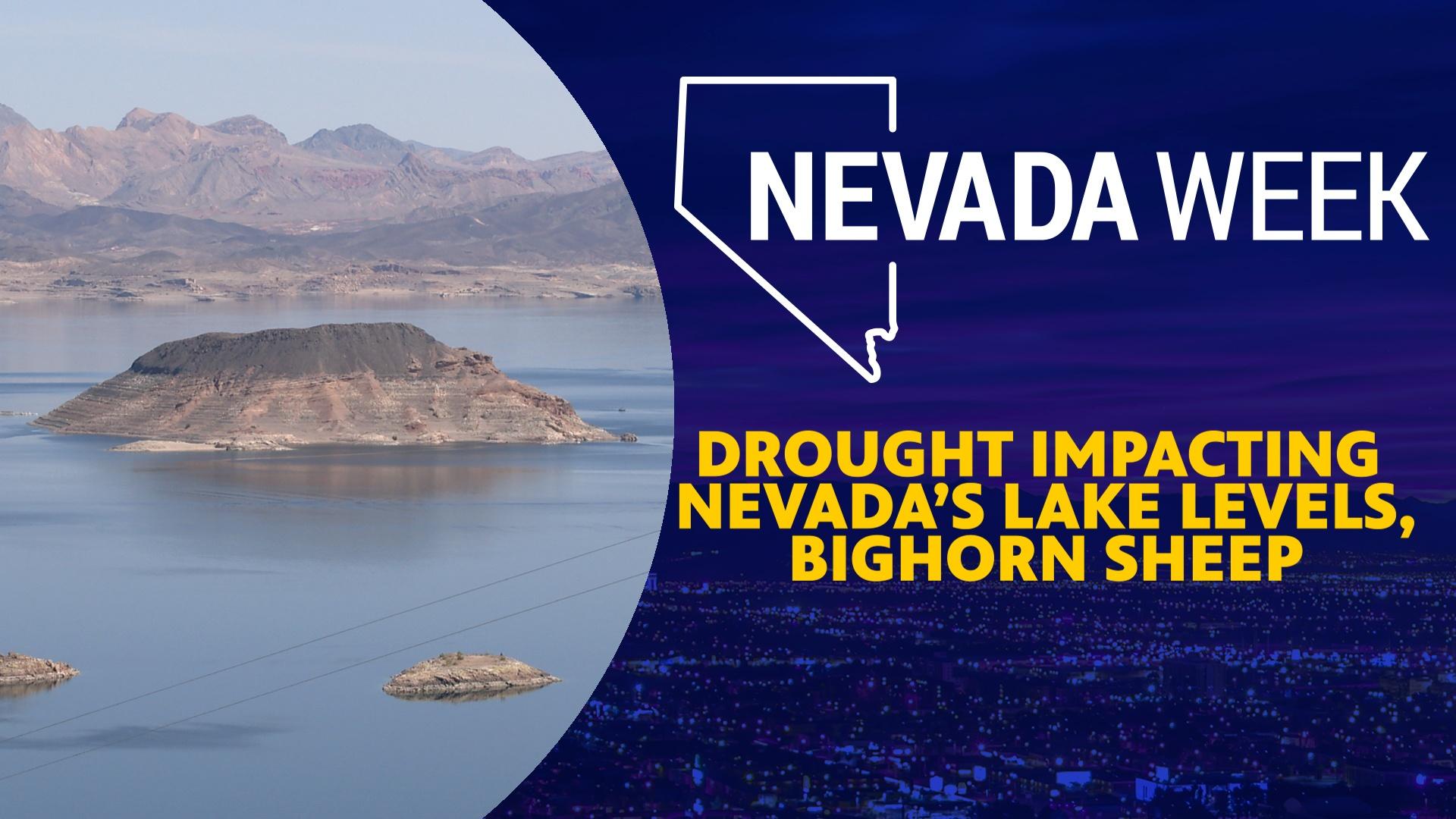 Drought impacting Nevada’s lake levels, bighorn sheep