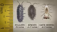 Episode 3: Tales from the Undergrowth: Roly-polies