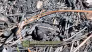 Oak Toad