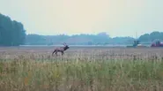 Northern Elk Chase