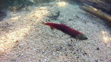 Thousands of wild Chinook Salmon eggs in the eyed egg stage of