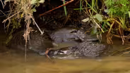 Witness a 'Platypus Love Donut'