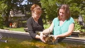 Video thumbnail: KLRN SciTech Now Nov. 21, 2019 | Raising crabs sustainably