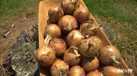 Video thumbnail: Flavor NC Sweet Onions