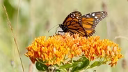Monarch Butterfly