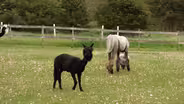 Prairie Patch Farm