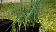 Growing Scallions