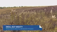 Restoration Projects Facing Native Seed Shortage