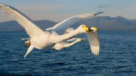 Mythical Swans Arrive in Ireland: asset-mezzanine-16x9
