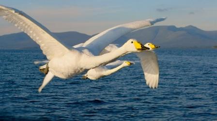 Video thumbnail: Ireland's Wild Coast Mythical Swans Arrive in Ireland