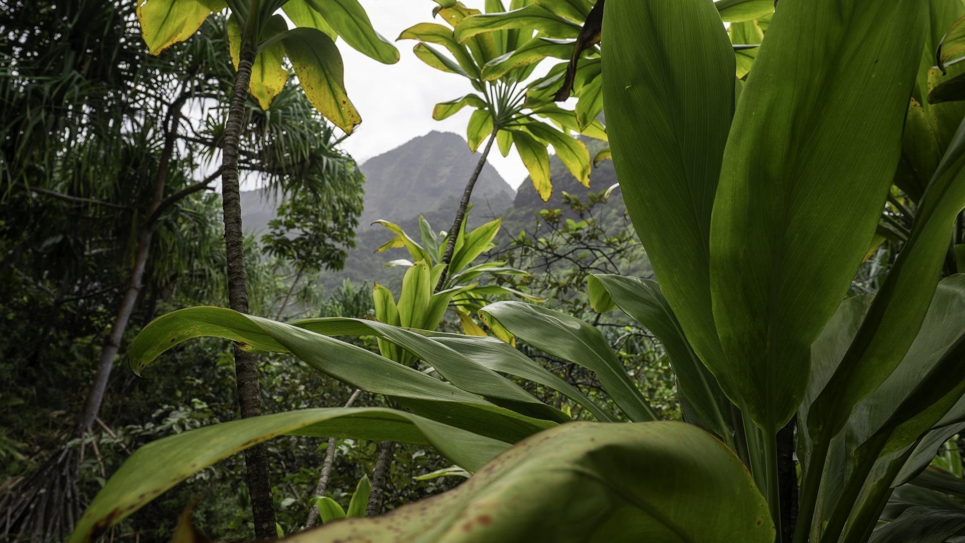 This island-hopping journey is filled with dramatic terrain, natural beauty, and epic adventure.