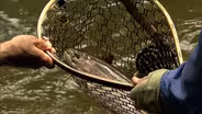 Cherokee Trout