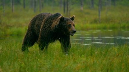 Video thumbnail: To The Contrary TTC Extra: Bear vs. Man