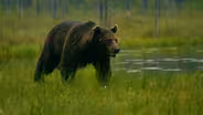 TTC Extra: Bear vs. Man