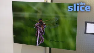 Minnesota Photographer Captures the Hidden Lives of Insects