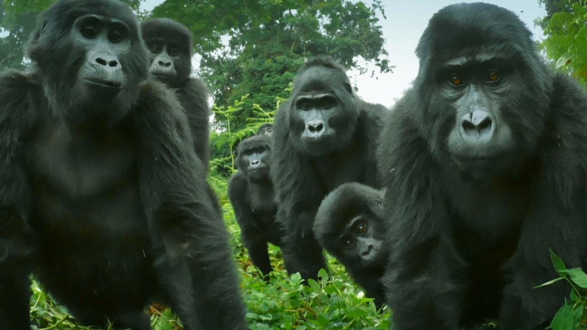 Did You Know Gorillas Can Sing? | Nature | THIRTEEN - New York Public Media