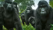 Did You Know Gorillas Can Sing?